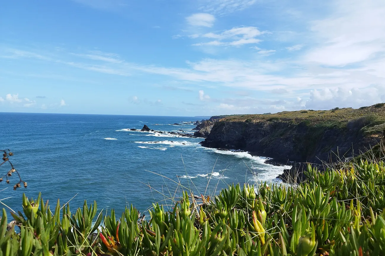 Low cliffs and a blue Atlantic bay seen over flowering ice plants on the Portuguese coast